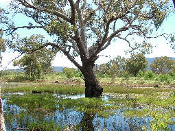 Wetland on Moyston West Rd